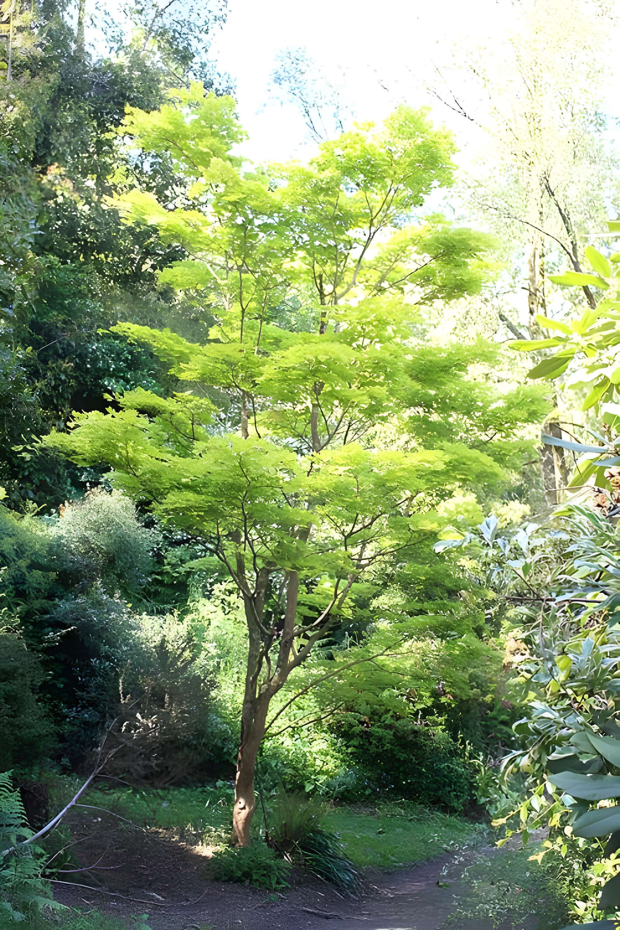 Jardin botanique de la Roche Fauconnière