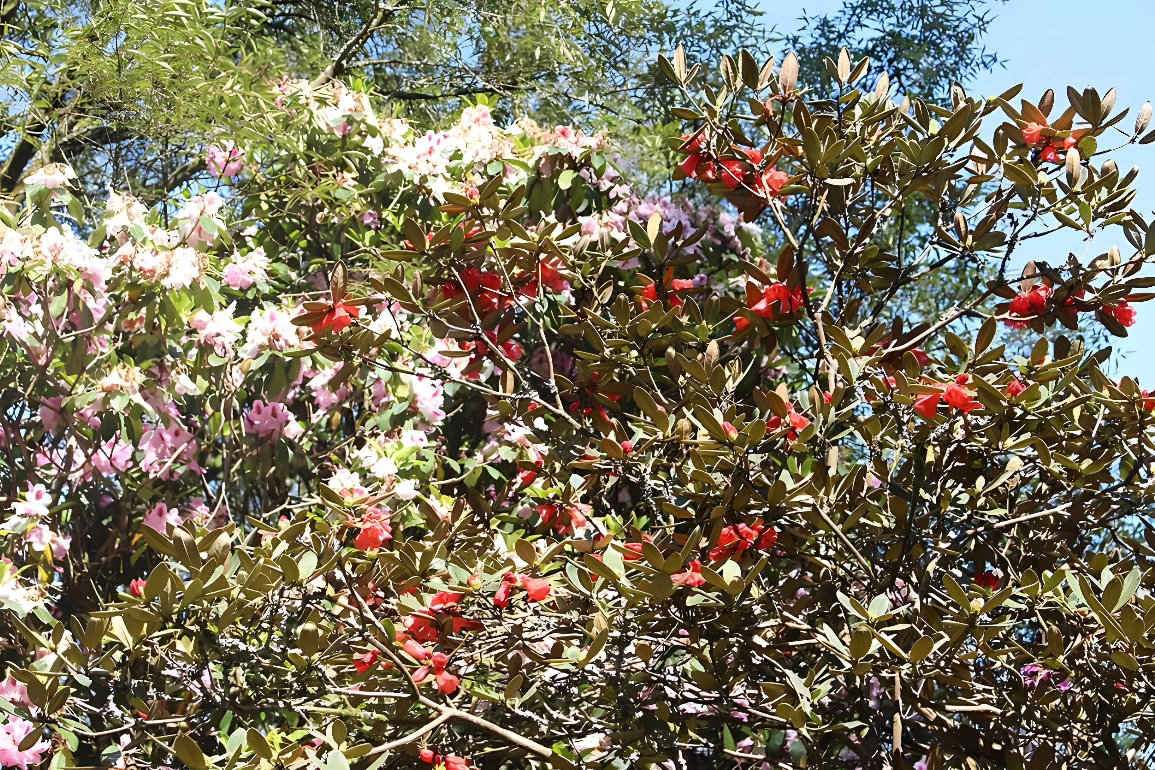 Jardin botanique de la Roche Fauconnière