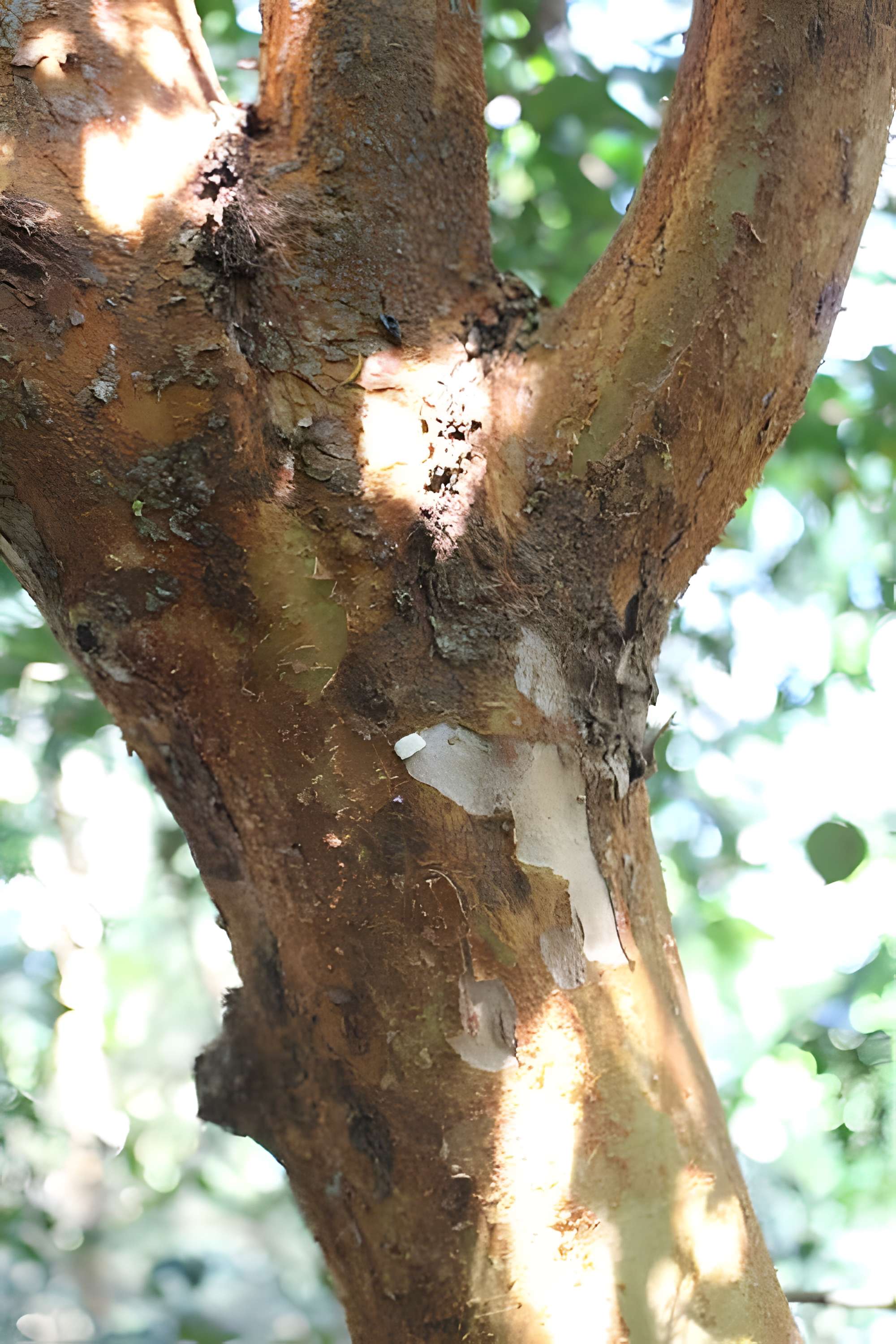 Jardin botanique de la Roche Fauconnière