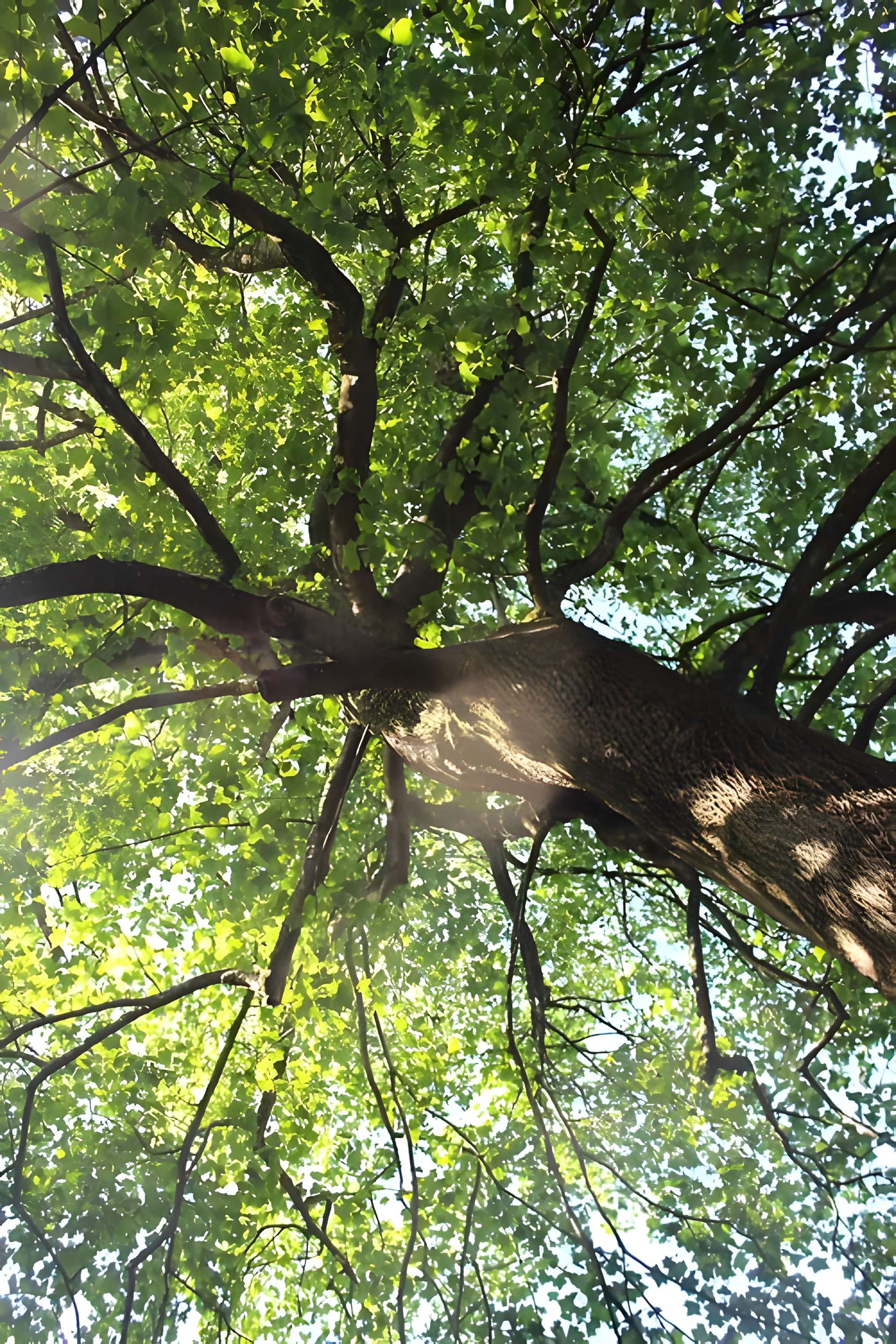 Jardin botanique de la Roche Fauconnière