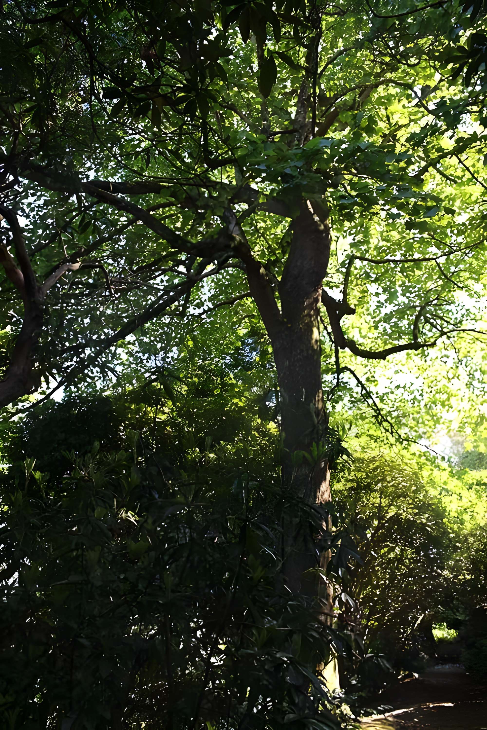 Jardin botanique de la Roche Fauconnière