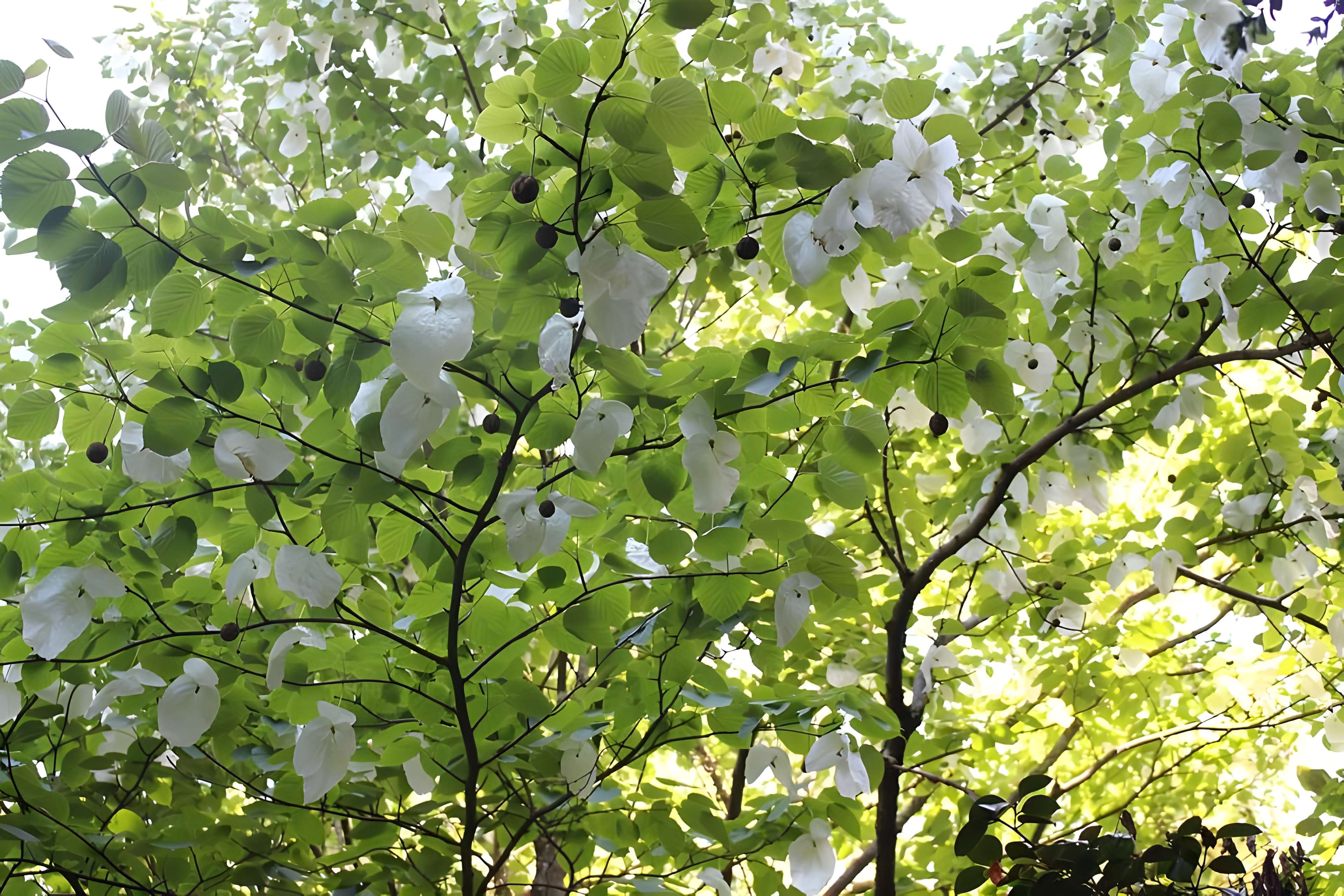 Jardin botanique de la Roche Fauconnière