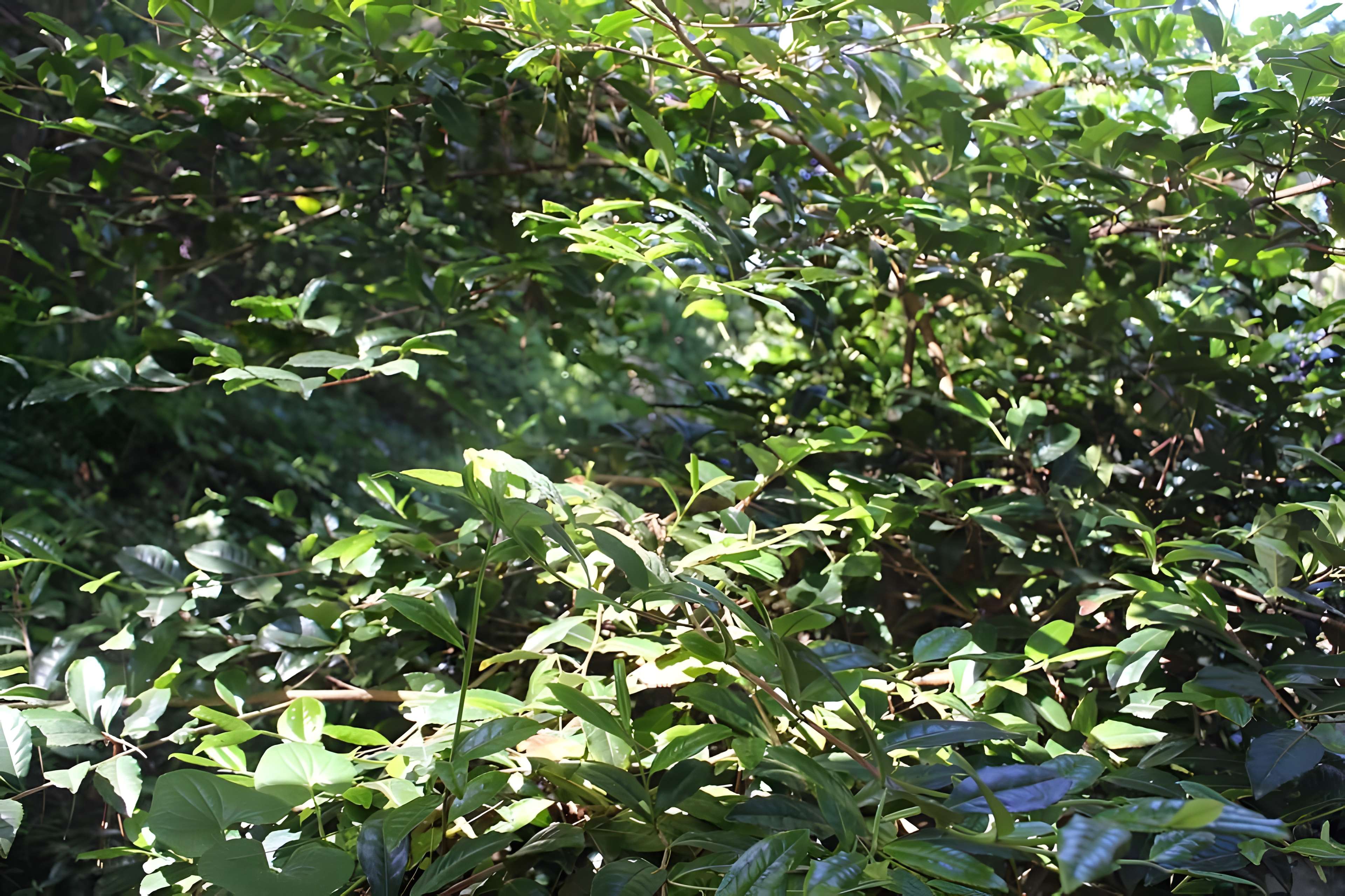 Jardin botanique de la Roche Fauconnière