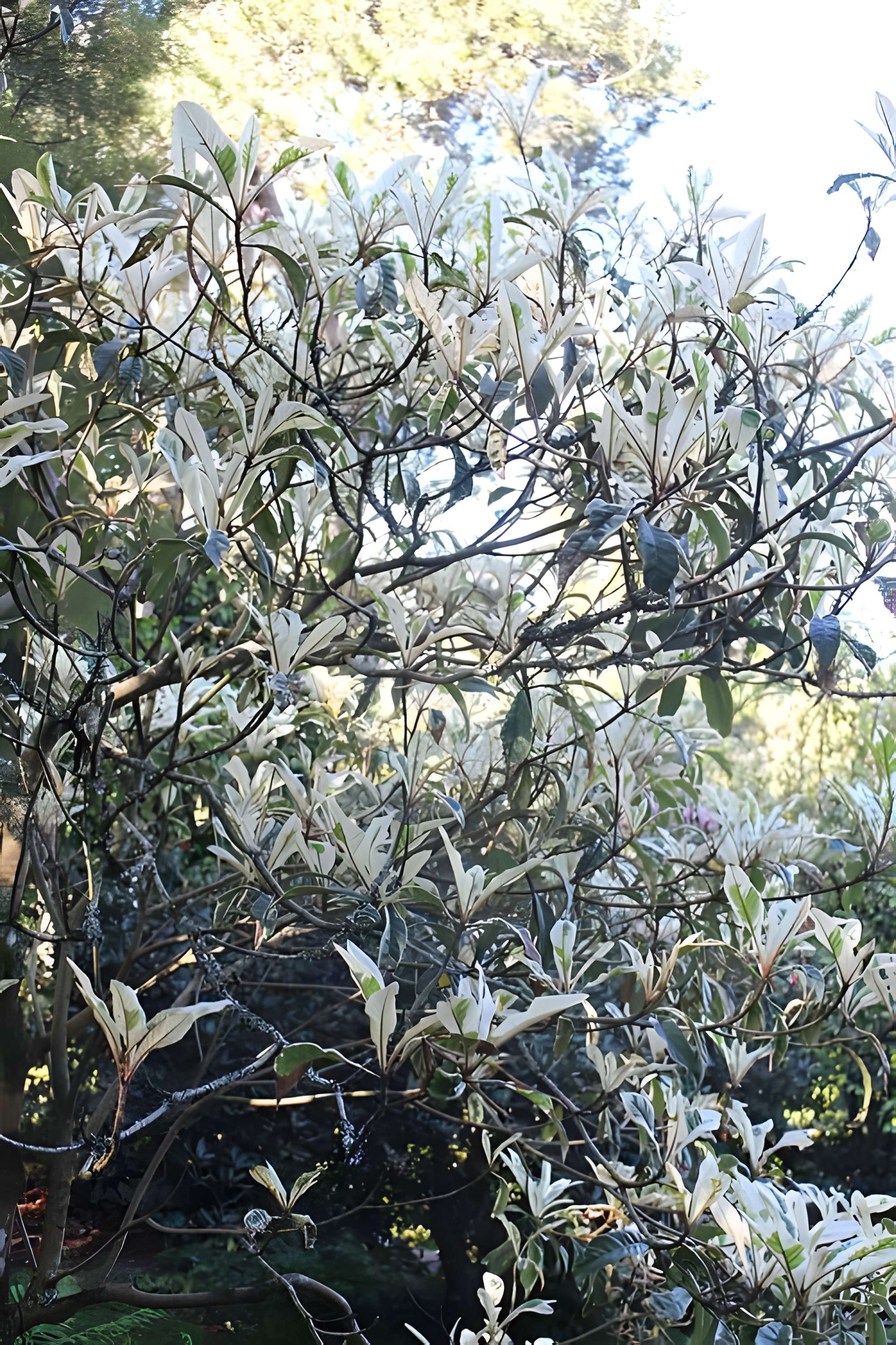 Jardin botanique de la Roche Fauconnière
