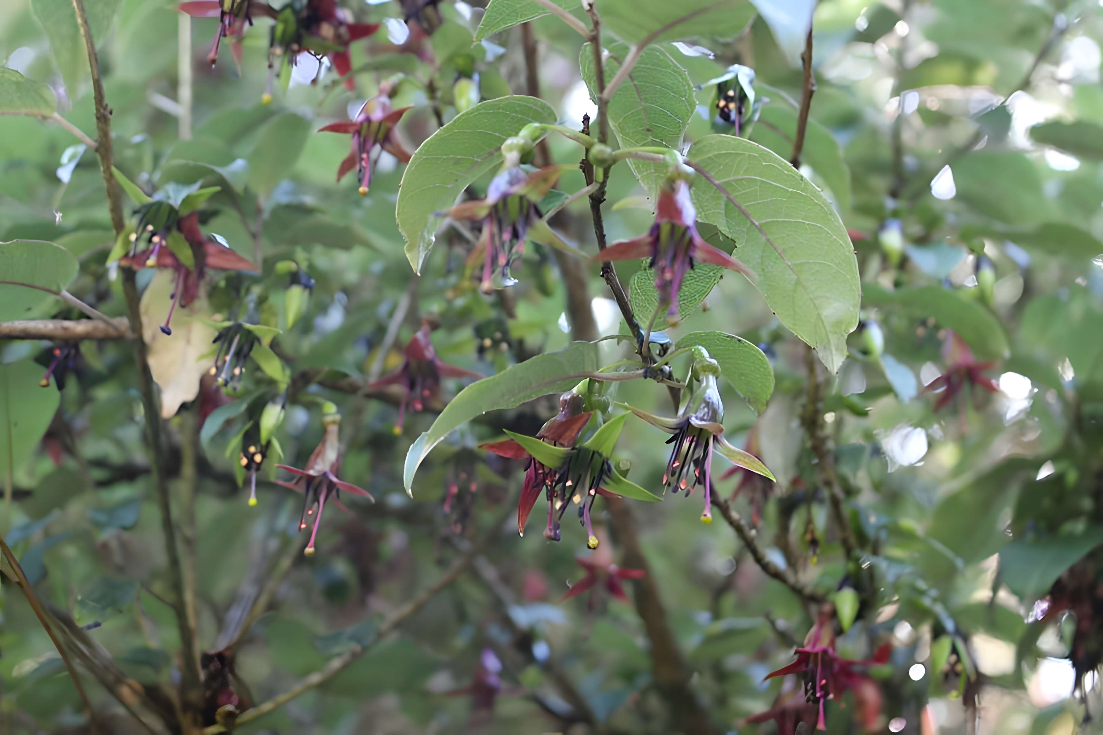 Jardin botanique de la Roche Fauconnière