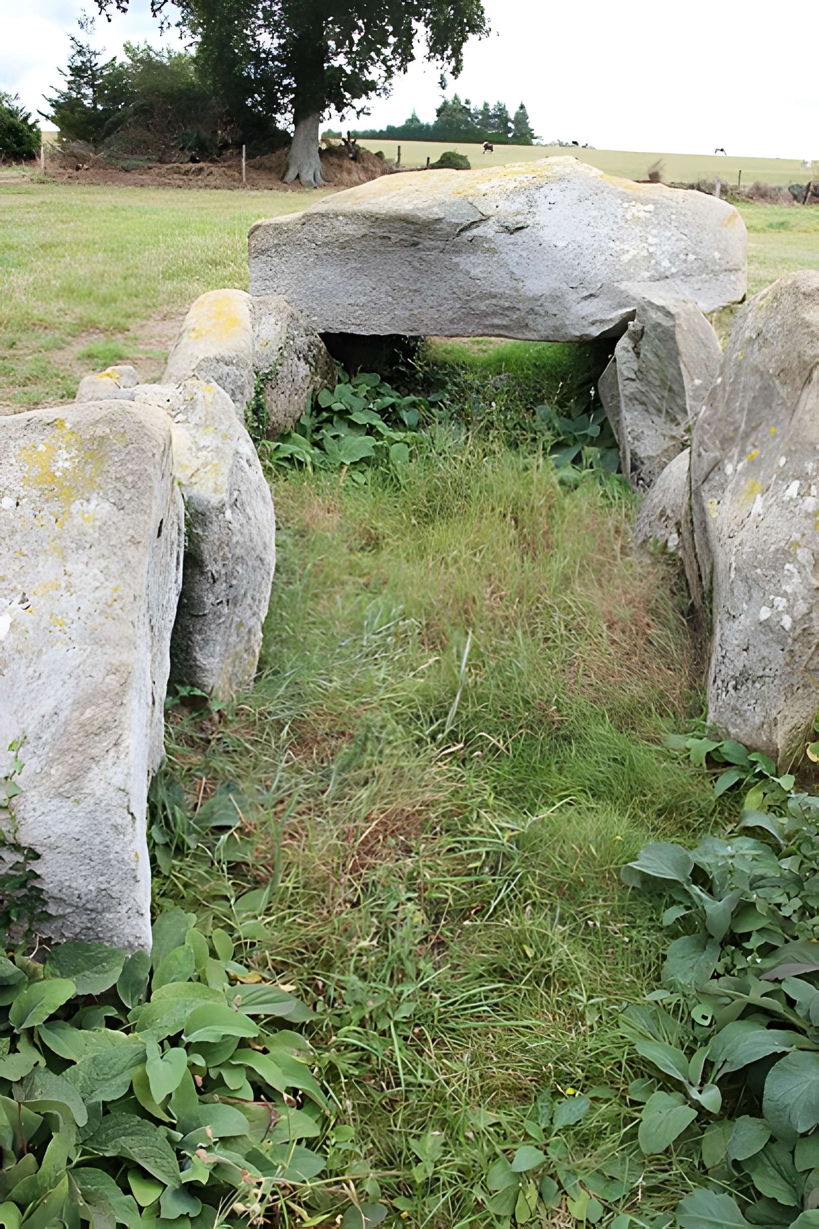 Allée Couverte dite La Tardivière