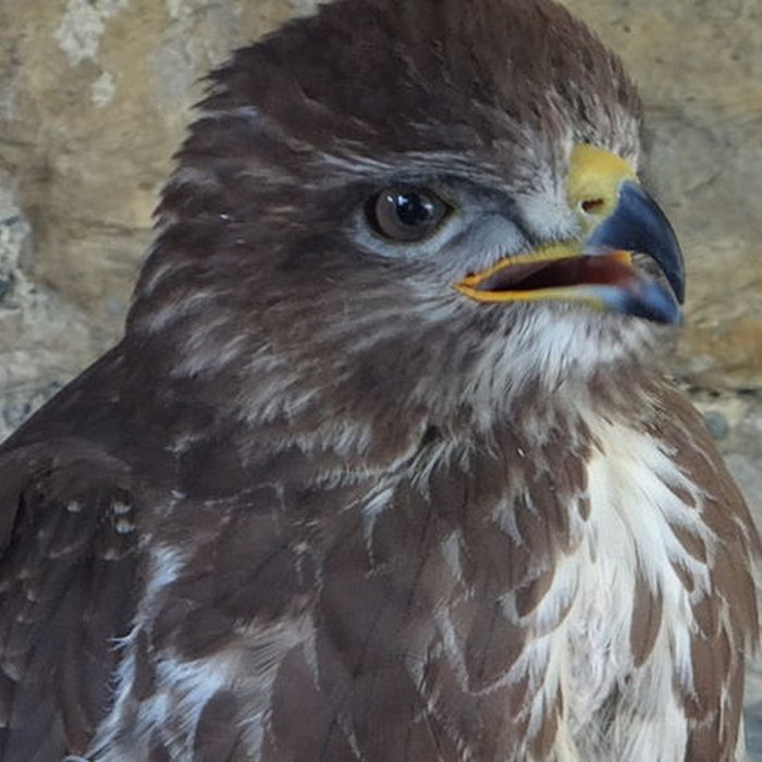 Photo de Château de Beaucens 