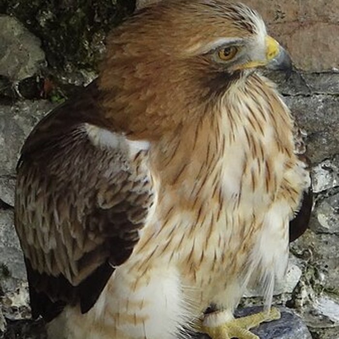 Photo de Château de Beaucens 