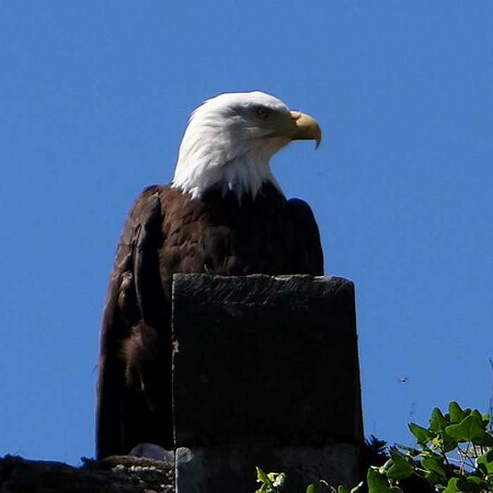 Photo de Château de Beaucens 