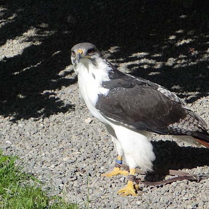 Photo de Château de Beaucens 