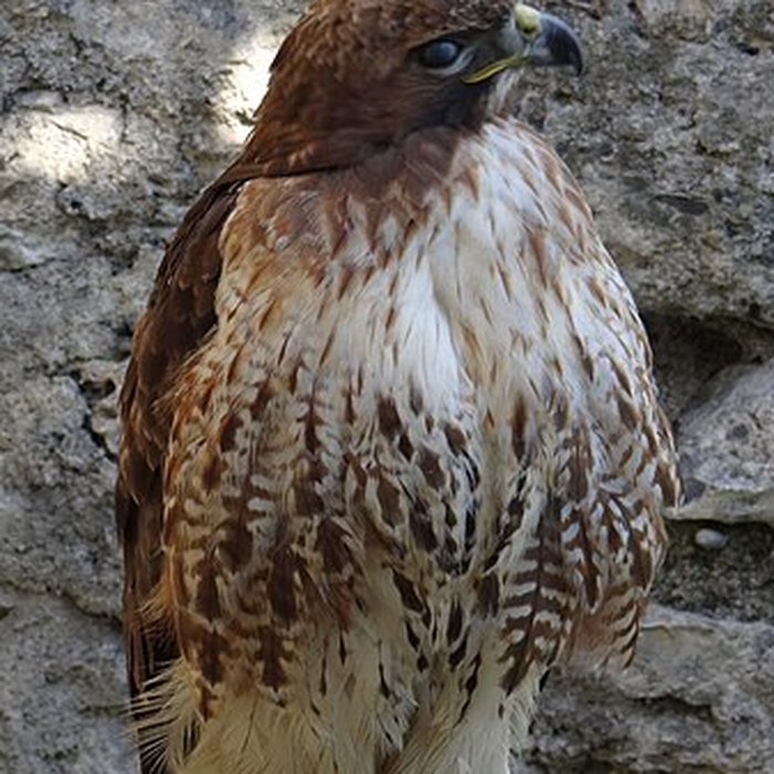 Photo de Château de Beaucens 