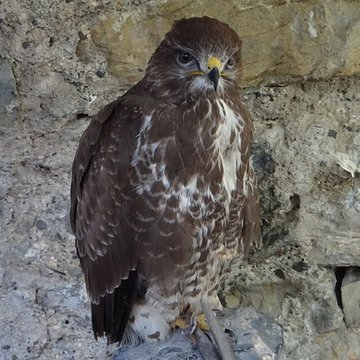 Château de Beaucens 