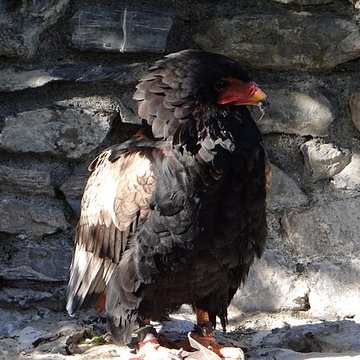 Château de Beaucens 