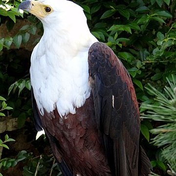Château de Beaucens 
