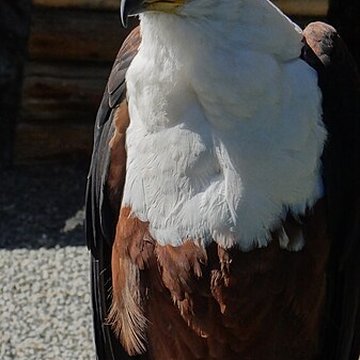 Château de Beaucens 