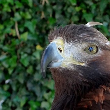 Château de Beaucens 