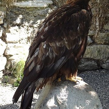 Château de Beaucens 