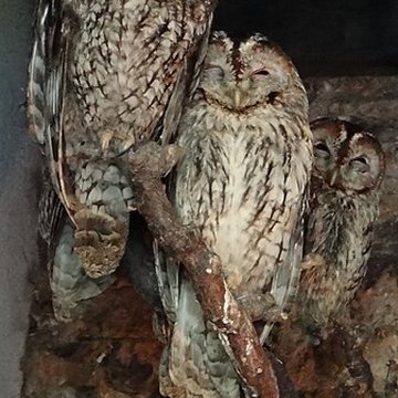 Château de Beaucens 