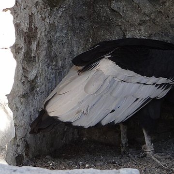Château de Beaucens 