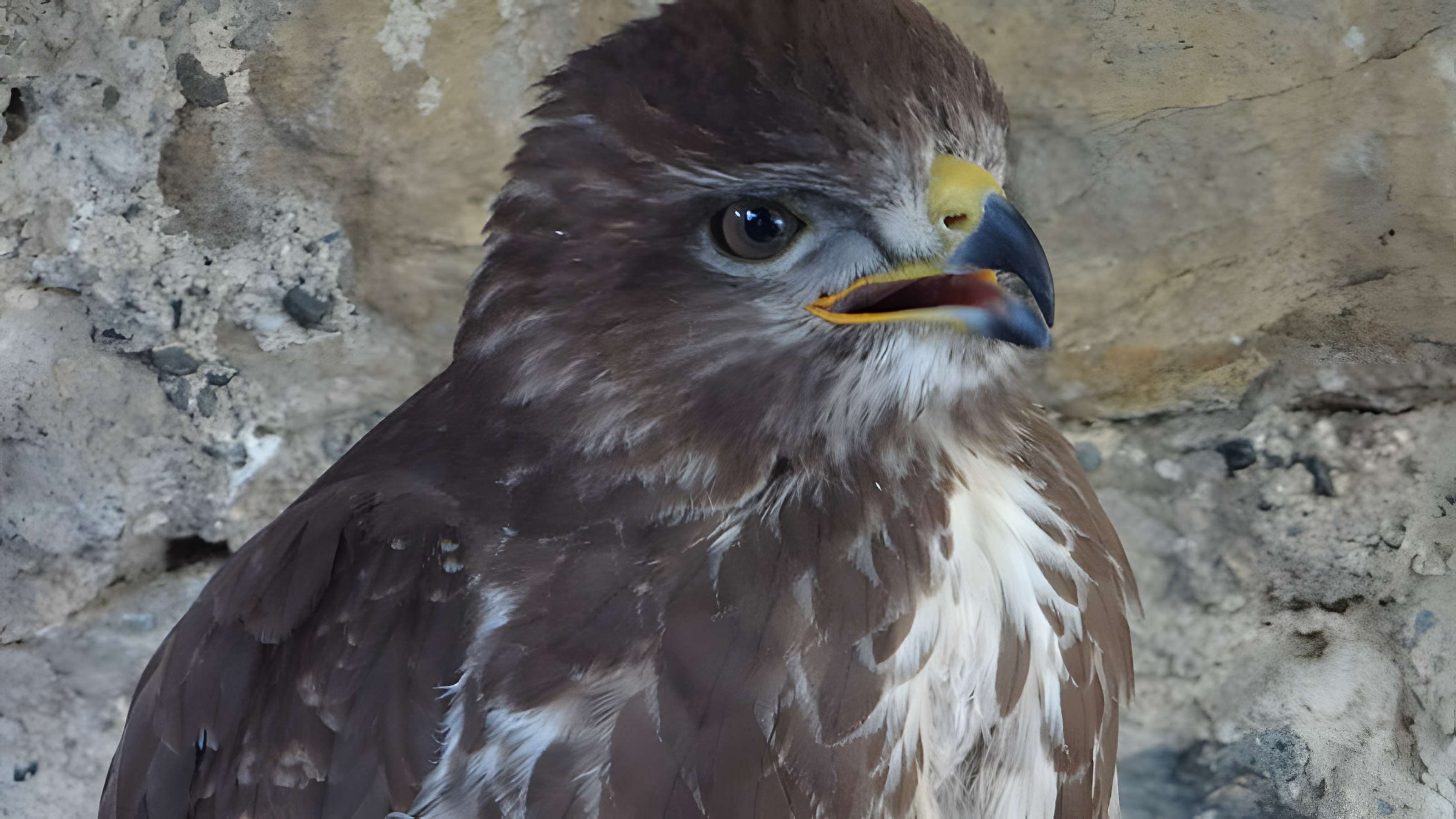 Château de Beaucens 