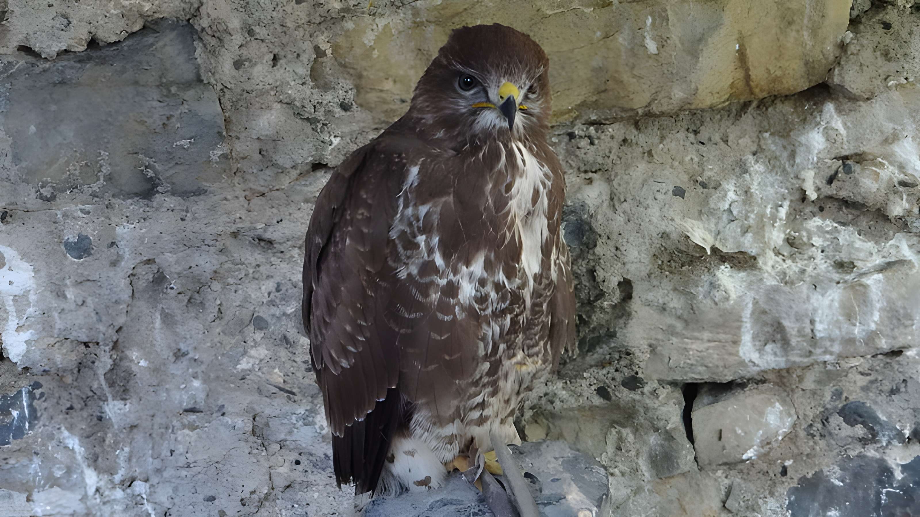 Château de Beaucens 