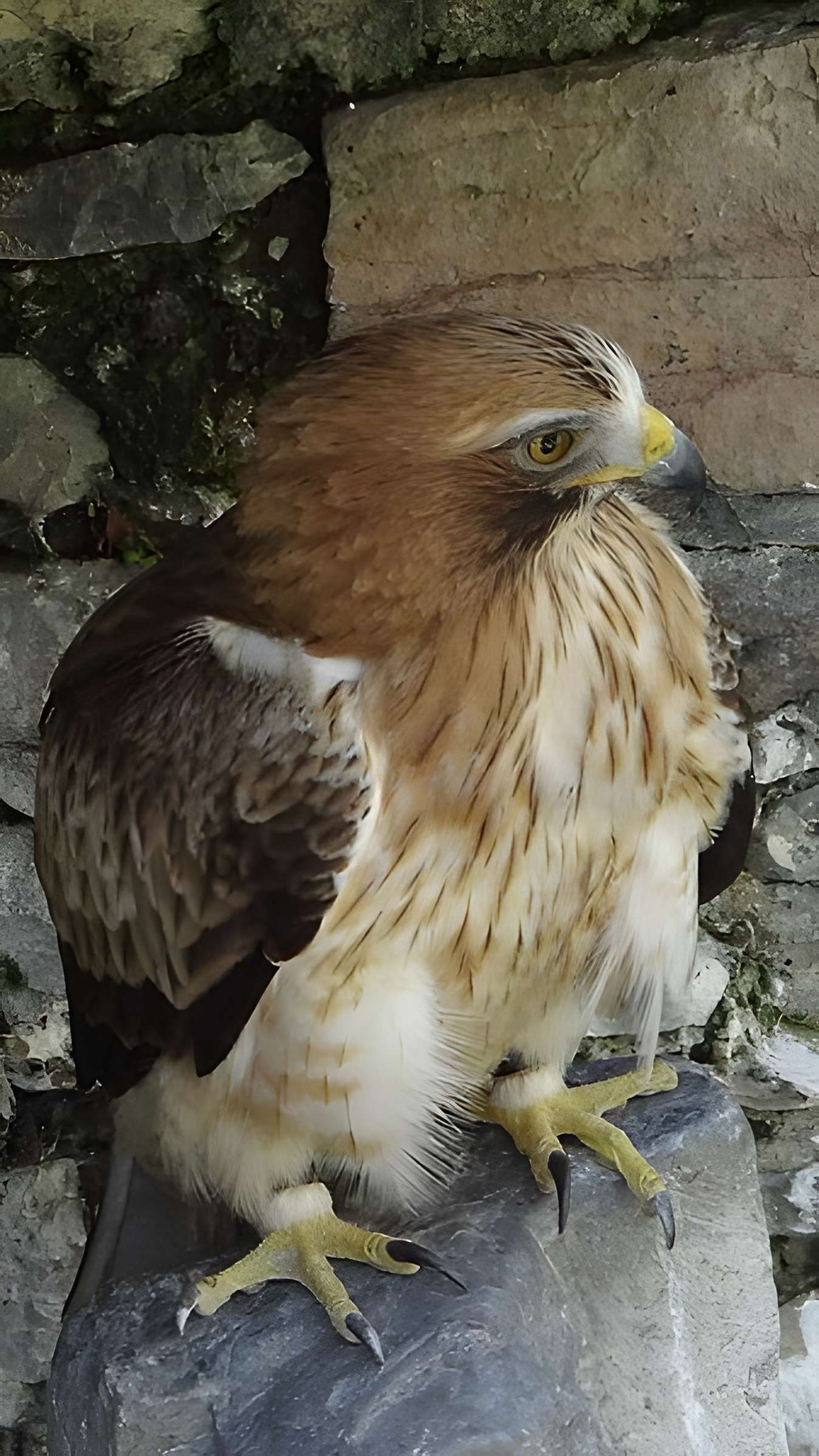Château de Beaucens 