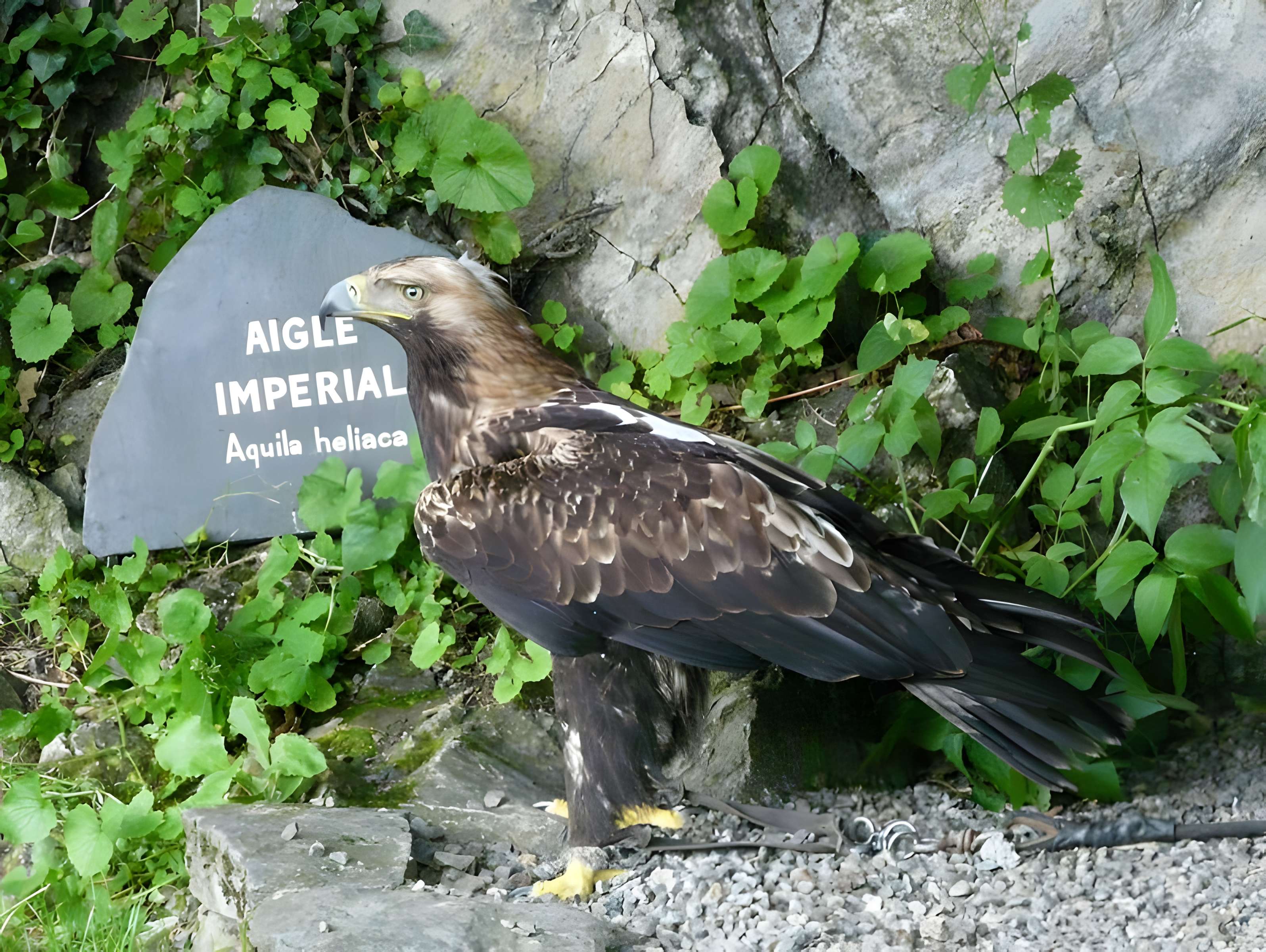Château de Beaucens 