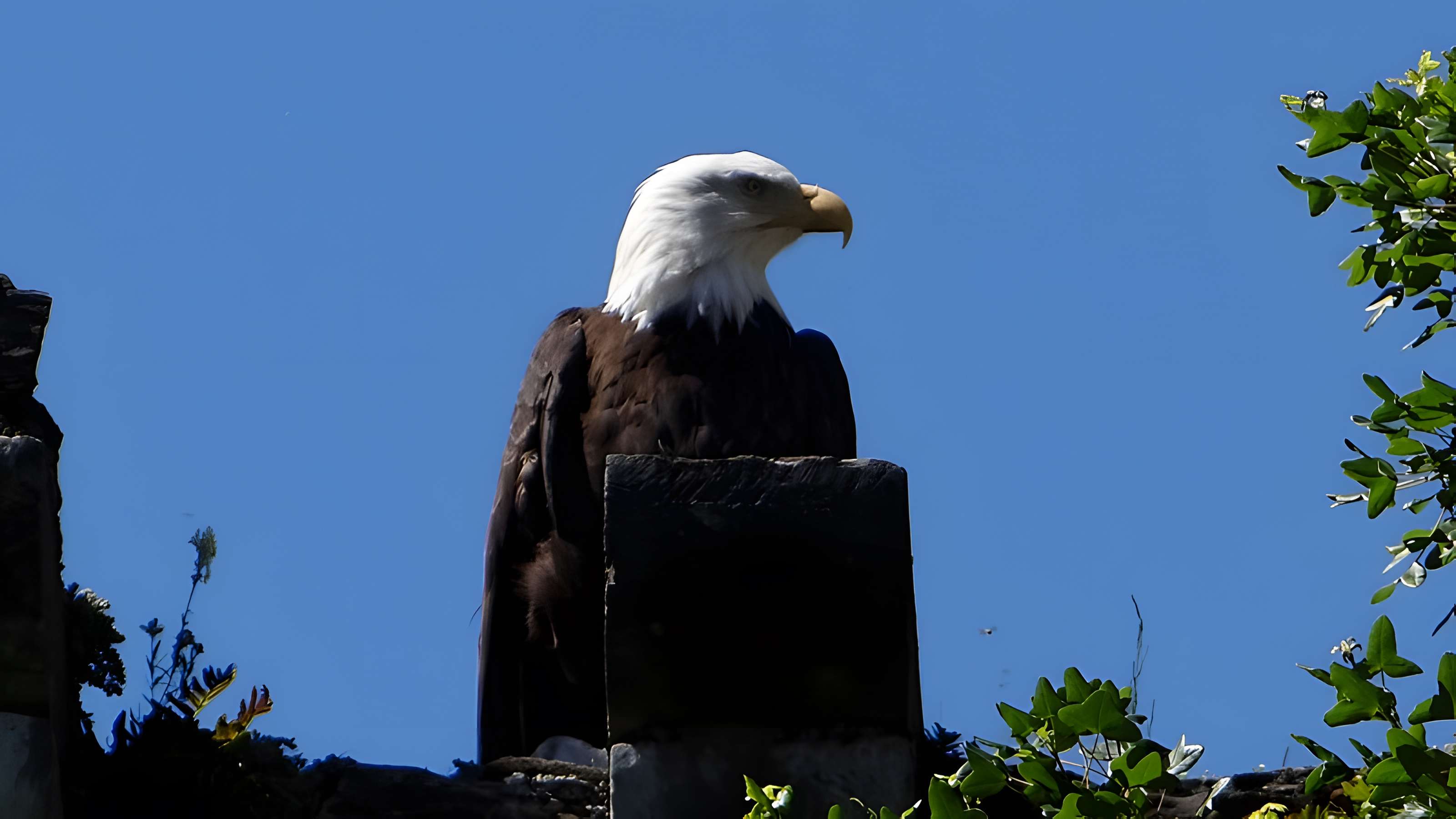Château de Beaucens 