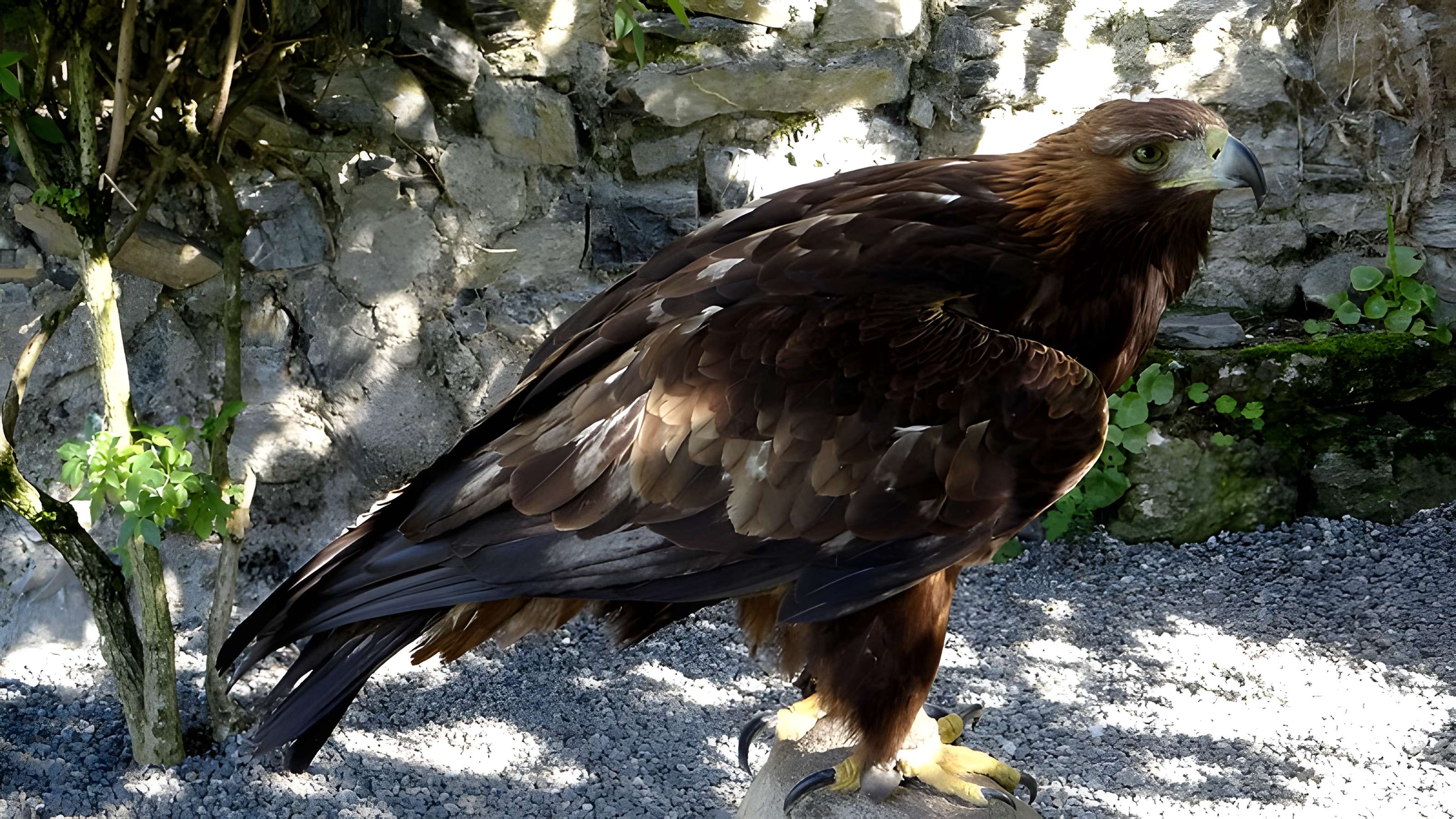 Château de Beaucens 
