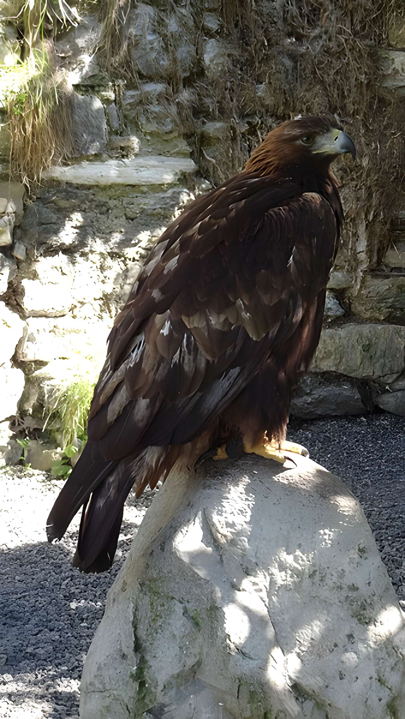 Château de Beaucens 