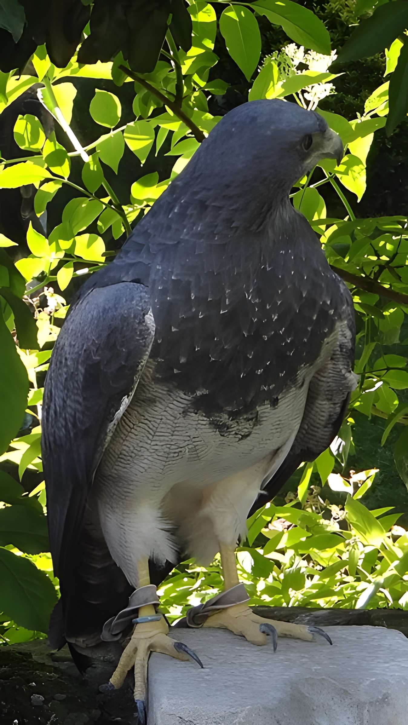 Château de Beaucens 