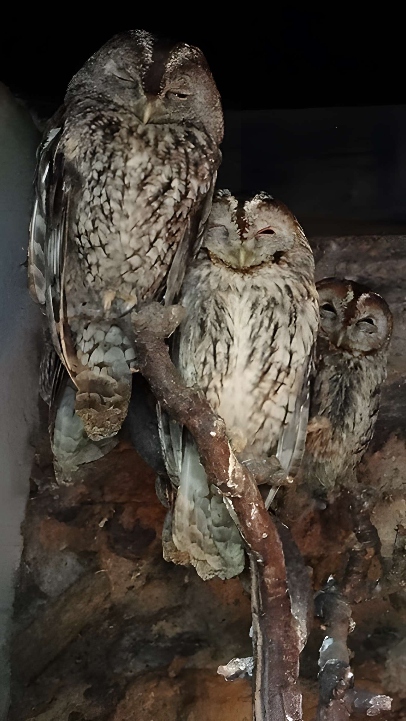 Château de Beaucens 