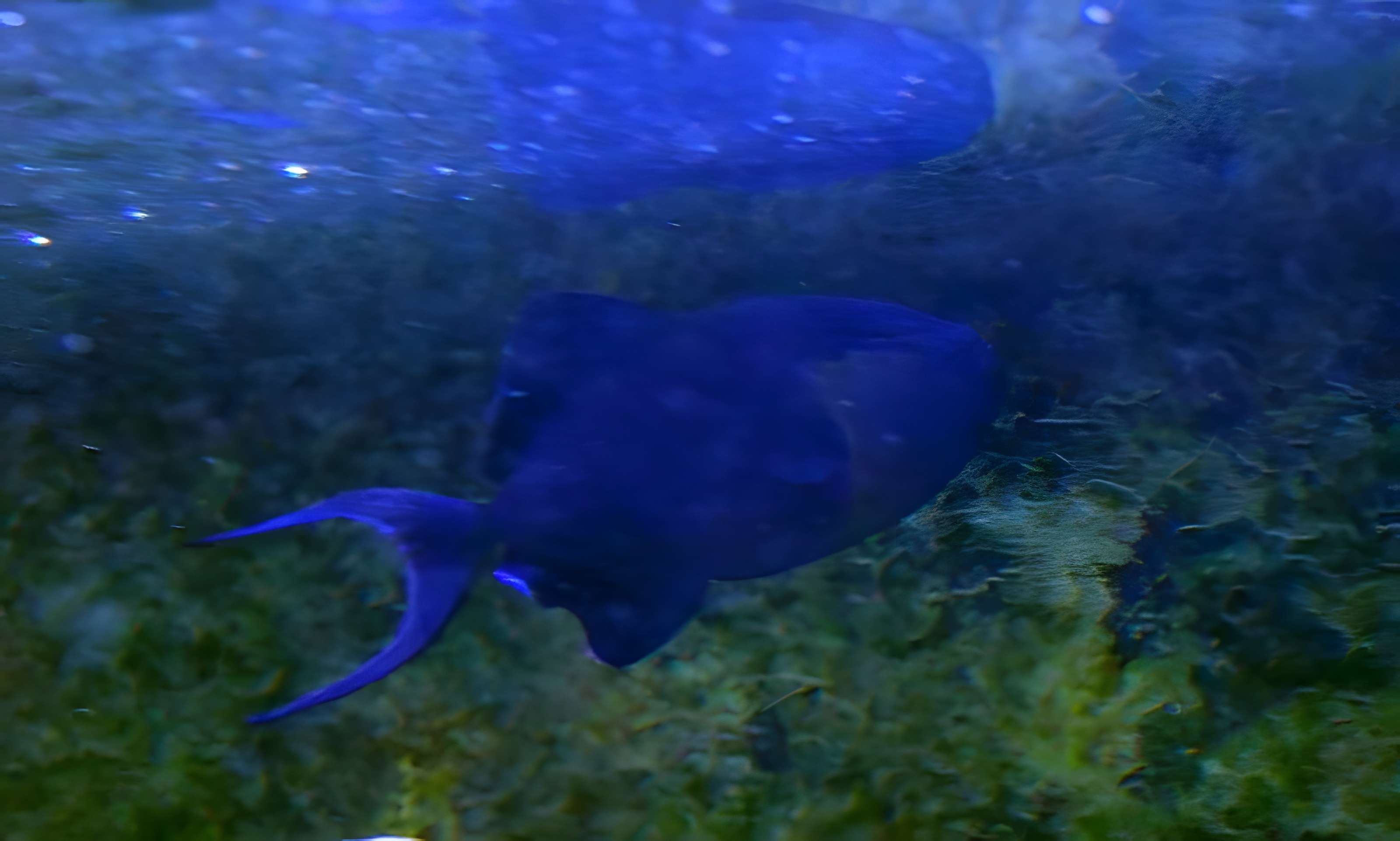 Ancien institut de zoologie