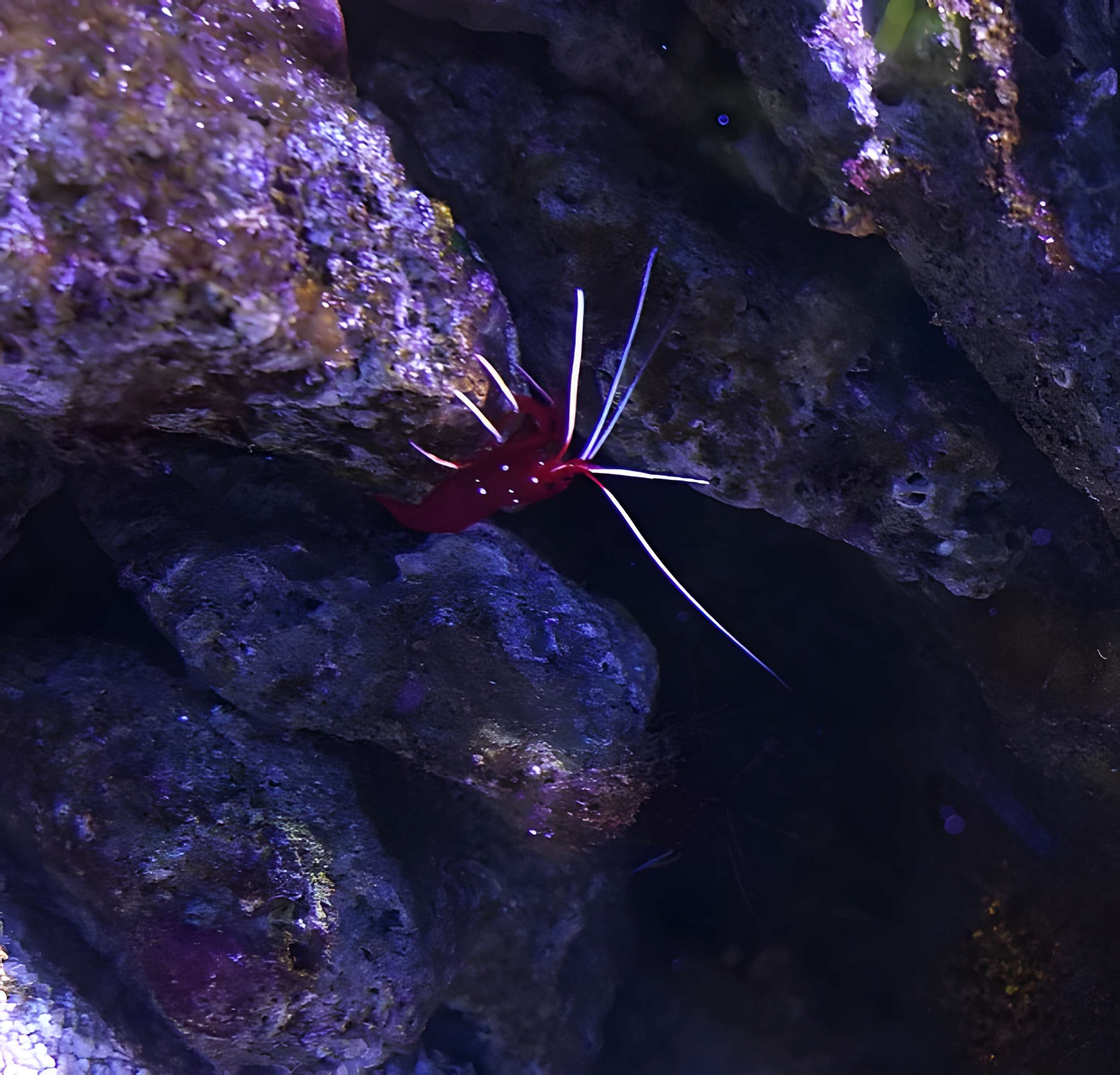 Ancien institut de zoologie