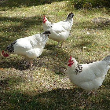 Château de Beaumesnil