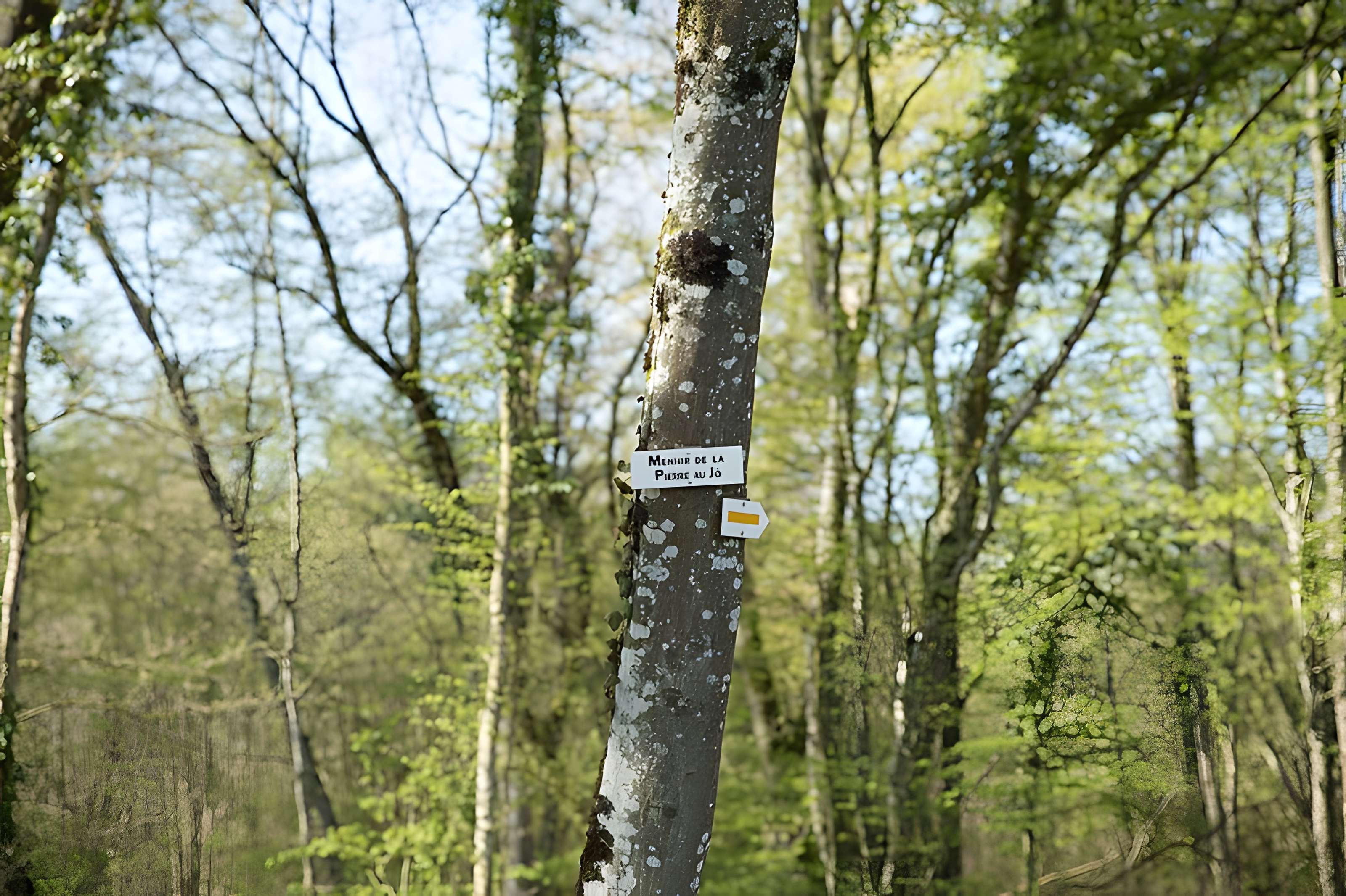 Menhir dit la Pierre au Jô