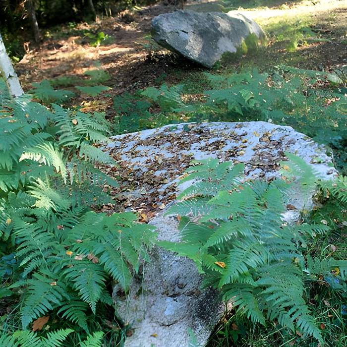 Photo de Alignement de menhirs dans la forêt domaniale de Floranges