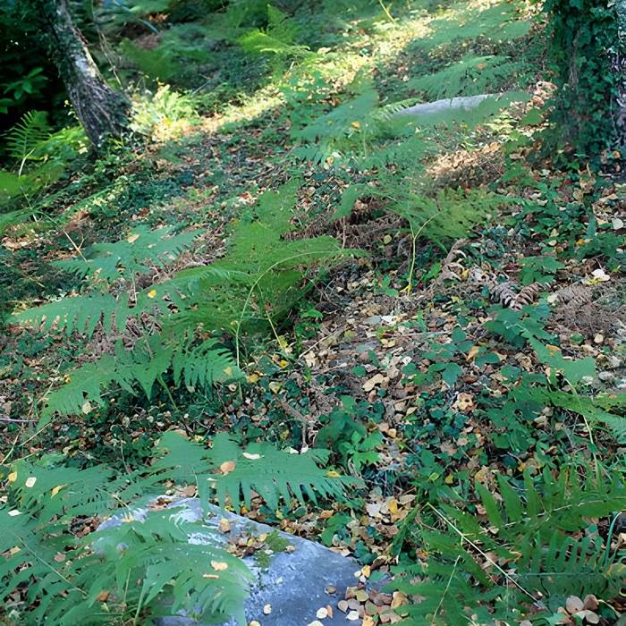 Photo de Alignement de menhirs dans la forêt domaniale de Floranges