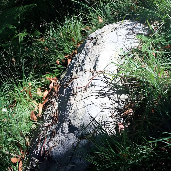 Photo de Alignement de menhirs dans la forêt domaniale de Floranges