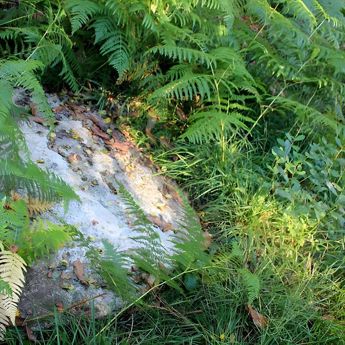 Photo de Alignement de menhirs dans la forêt domaniale de Floranges