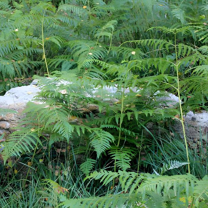 Photo de Alignement de menhirs dans la forêt domaniale de Floranges