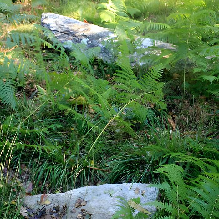 Photo de Alignement de menhirs dans la forêt domaniale de Floranges
