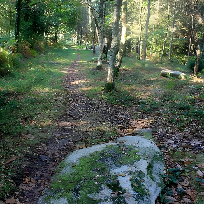 Photo de Alignement de menhirs dans la forêt domaniale de Floranges