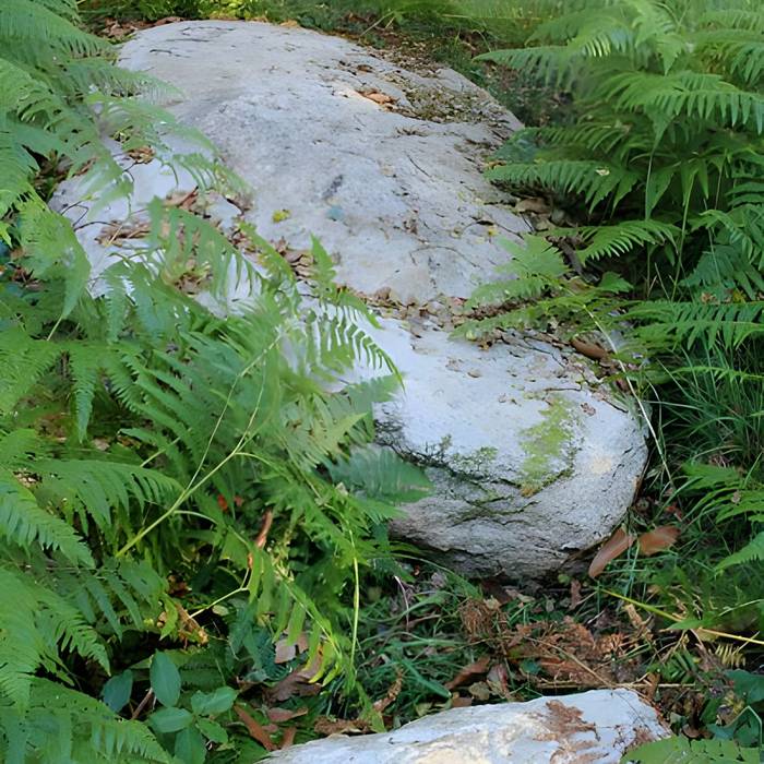 Photo de Alignement de menhirs dans la forêt domaniale de Floranges