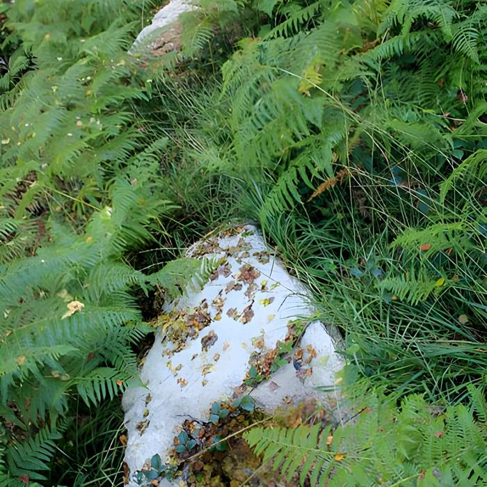 Photo de Alignement de menhirs dans la forêt domaniale de Floranges