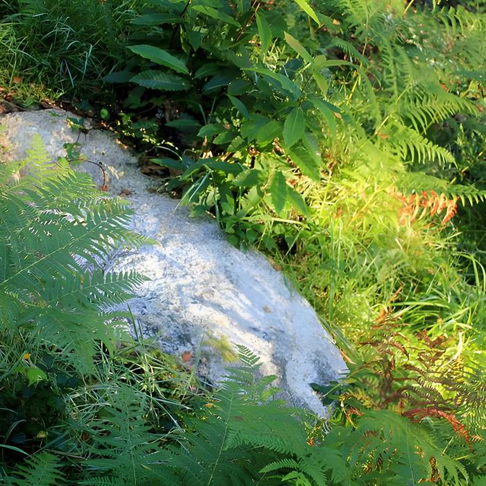 Photo de Alignement de menhirs dans la forêt domaniale de Floranges