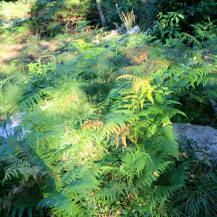 Photo de Alignement de menhirs dans la forêt domaniale de Floranges