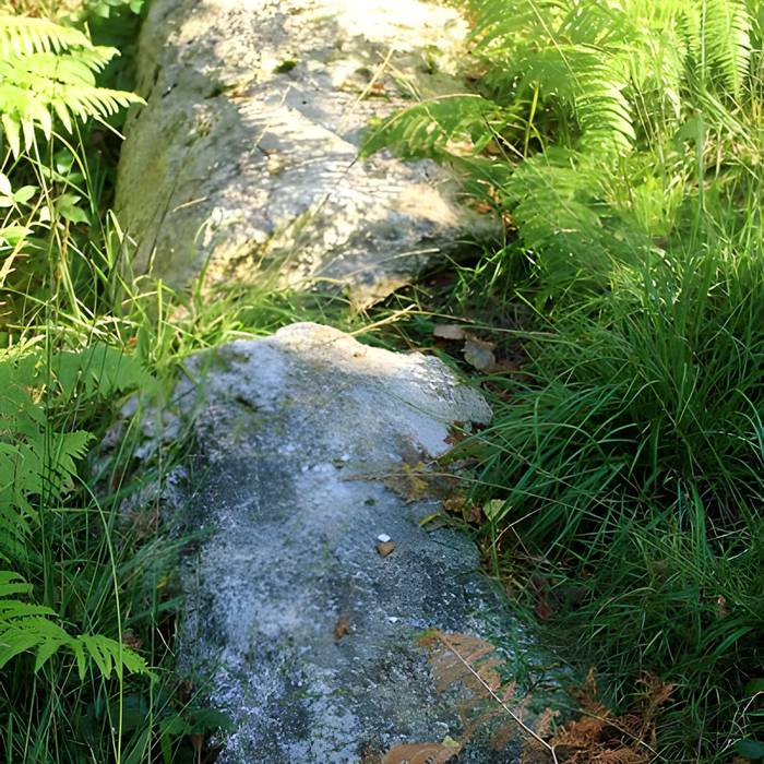 Photo de Alignement de menhirs dans la forêt domaniale de Floranges