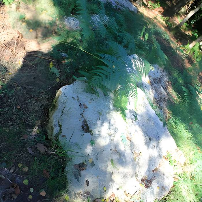 Photo de Alignement de menhirs dans la forêt domaniale de Floranges
