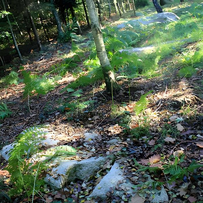 Photo de Alignement de menhirs dans la forêt domaniale de Floranges